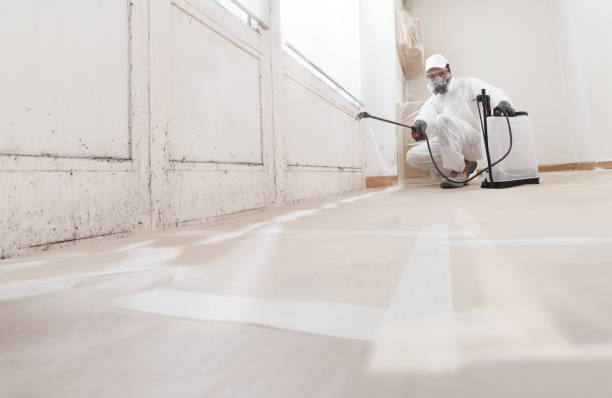 Black mold remediation team in Saint Thomas
